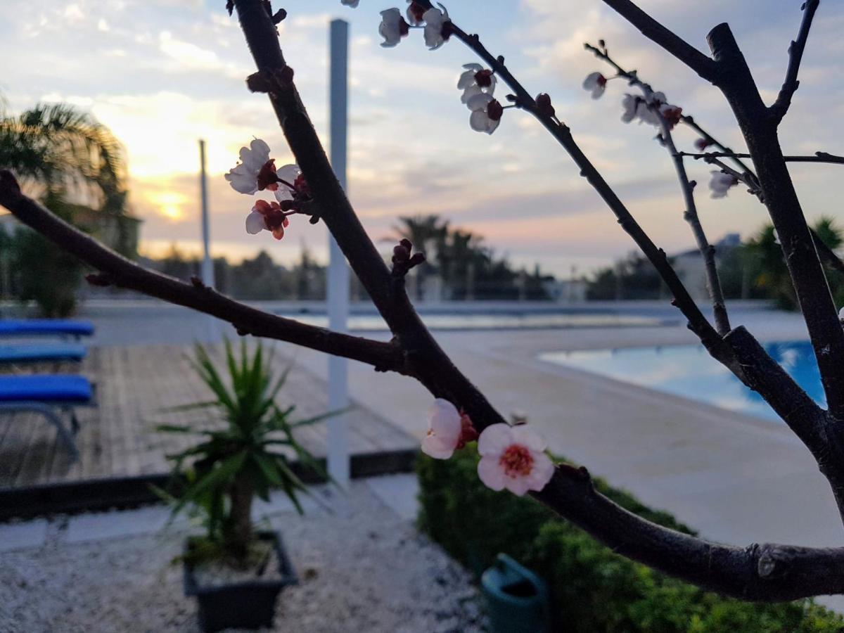Villa Verdi: Luxury Villa With Private Pool Peyia Dış mekan fotoğraf